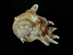 Cockle shell Stock Footage