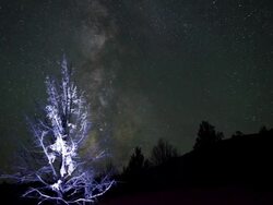  WS T/L View of tree lit with milky way in background / Eastern Oregon, Oregon, USA Stock Footage