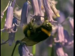 Bumble bee on bluebell, cu, collects pollen Stock Footage