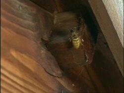 MS Common Wasp (Vespula vulgaris) arriving at, and entering nest in roof of shed, England Stock Footage