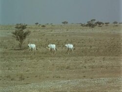 WA Arabian Oryx, Oryx leucoryx, family walking across Jiddat al Harasis desert, Oman Stock Footage