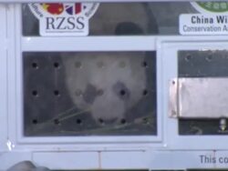 Giant Pandas Arrive in Edinburgh from China News Clip