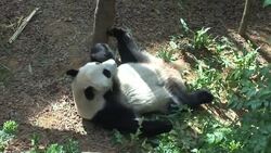 Panda enclosure opens to the public ++REPLAY++ News Clip