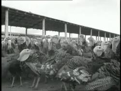 A large flock of turkeys mill around in a pen. News Clip