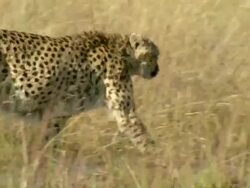 MS Cheetah walking floodplain water then moving on / Okavango Delta, North West District, Botswana Stock Footage