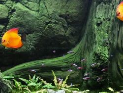 aquarium Stock Footage