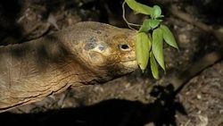 CLEAN : Ridding Galapagos of rats News Clip