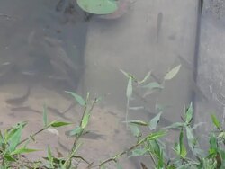 Fish swimming on the bridge. Stock Footage