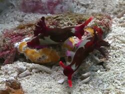 Chamberlain's Nudibranch (Nembrotha chamberlaini) courtship and mating, Southern Visayas, Philippines Stock Footage