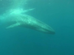 MS Blue whale swimming in underwater / Mirissa, Southern province, Sri Lanka   Stock Footage