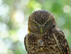 Burrowing Owl, Intense Gaze Stock Footage