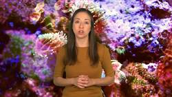 Science Kids: Exploring the World of Invertebrates Instructional Video