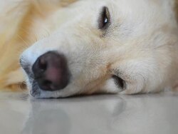 Sickness Golden Retriever Dog Stock Footage
