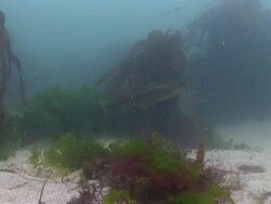 Pollack Stock Footage