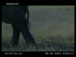 CU Cattle egret running along behind baby elephant walking, zoom out, Botswana Stock Footage