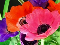 Colorfull poppies blooming HD Stock Footage