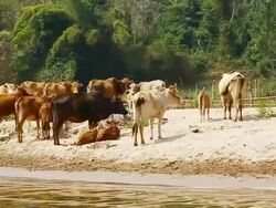 MS POV SLO MO Shot of cattle standing near river bank / Ou river, Luang Prabang, Laos Stock Footage