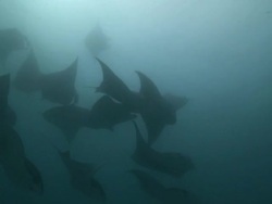 MS POV Shot of Manta ray chain / Hanifaru, Baa Atoll, Maldives    Stock Footage