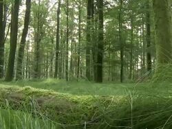 sunrise in forest, timelapse snail crossing log Stock Footage