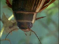 Water Beetles, Great Diving Beetle (Dytiscus marginalis), Tilt up, England Stock Footage