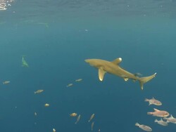 MS TS Schooling fish, oceanic whitetip shark and rough toothed dolphin / Hawaii, United States Stock Footage