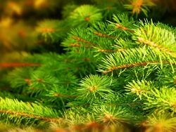 Fir Stock Footage