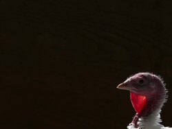 Turkeys Raised On California Farm Stock Footage