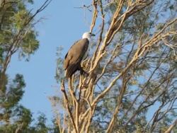 MS TS Bald eagle sitting on tree branches / Northern Territory, Australia Stock Footage