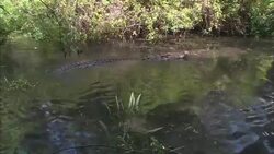 A crocodile lurks in a swamp. Stock Footage