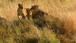 Lioness and resting with cubs - Loving Stock Footage
