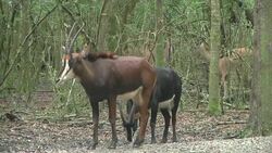 African Antelope Get New Home in New Orleans News Clip