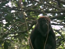 Monkey Stock Footage