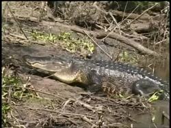 Adult Alligator crawling onto bank from water as juvenile Alligator splashes into water, Brazos Bend State Park, Texas, USA Stock Footage