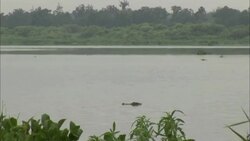 An alligator lurks in a swamp as two air boats approach. Stock Footage