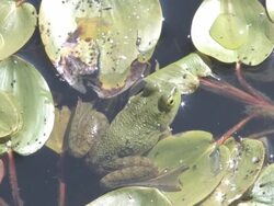 Green frog in a swamp 1 Stock Footage
