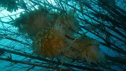 Squid eggs Stock Footage