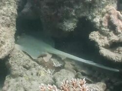 MS Bluespotted stingray hiding in coral reef  AUDIO / Queensland, Australia Stock Footage