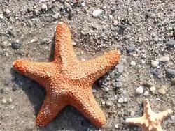 Starfish blown away by the waves Stock Footage