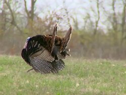 MS ZO Two wild turkey displaying wings and walking together / Madoc, Ontaria, Canada Stock Footage