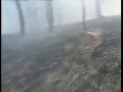 MS Goanna running through burnt bush, panicking Stock Footage