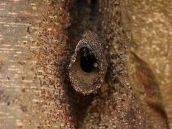 Insect Stock Footage