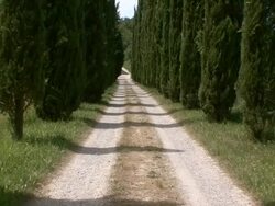 MS TU Dirt road through cypress trees / Montepulciano, Tuscany, Italy Stock Footage