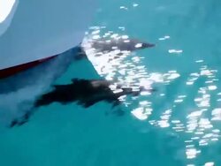 MS TS DS Three spotted dolphin swimming front of boat   / At sea, At sea, Bahamas Stock Footage