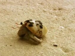 Crab HD1080 Stock Footage