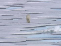 Polar Bear walking across Arctic Ice Floes News Clip