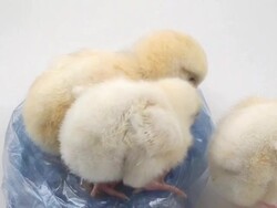 Three chicks eating in the bag Stock Footage