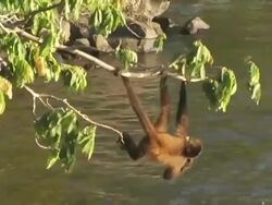 MS, Nicaragua, Managua, Spider monkey hanging on branch over water Stock Footage