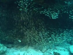 WS POV Shot of School of slender sweepers swimming along rocky ledge covering with coral and sponge / Matola, Maputo, Mozambique Stock Footage