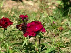 CU Shot of summer flowers / Trier, Rhineland Palatinate, Germany Stock Footage