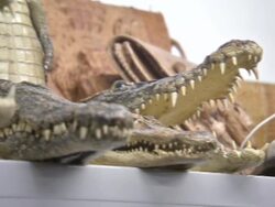 Border officials seize smuggled animal products News Clip